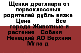 Щенки дратхаара от первоклассных  родителей(дубль вязка) › Цена ­ 22 000 - Все города Животные и растения » Собаки   . Ненецкий АО,Верхняя Мгла д.